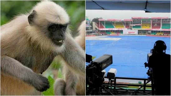 Rescue Mission: Langurs enlisted to protect fans and crew from unruly monkeys during India vs Bangladesh 2nd Test in Kanpur